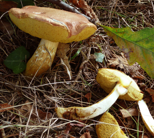 Xerocomus? quale?